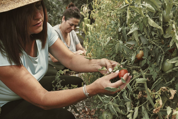 Two middle-aged women pick tomatoes from the orchard