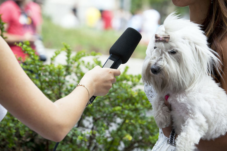 Cropped hand of journalist holding microphone by dog