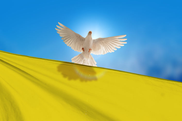 White dove holding ukraine flag flying to independence freedom pray for ukraine and no war concept