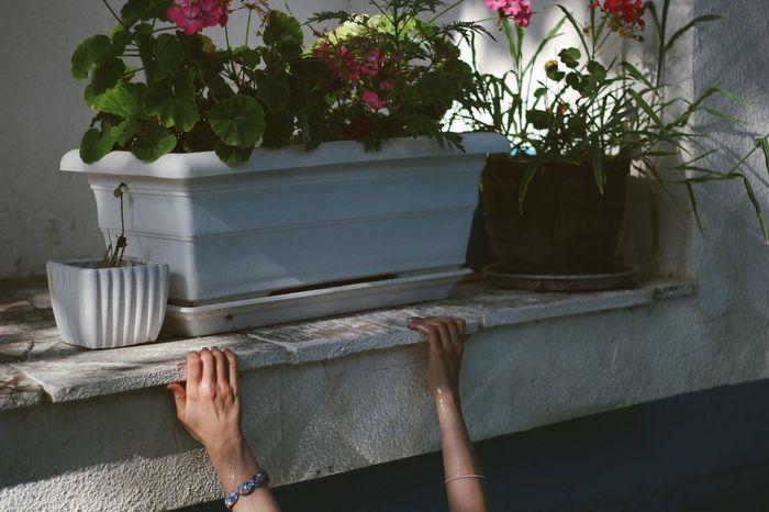 Cropped hands by potted plant
