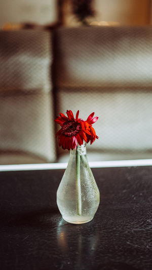 Red flower on vase at table