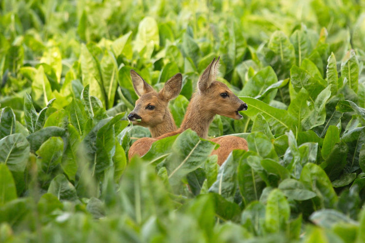 Fawns amidst plants on field