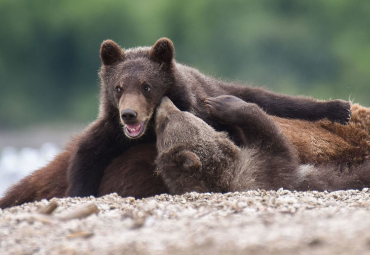 Close-up of bears on field