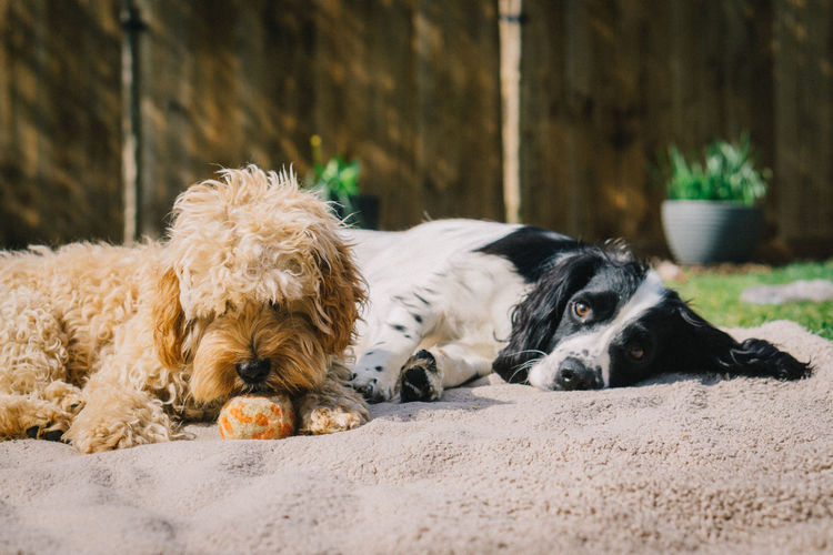 Portrait of dog lying down