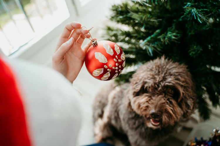 Midsection of man with dog on christmas tree