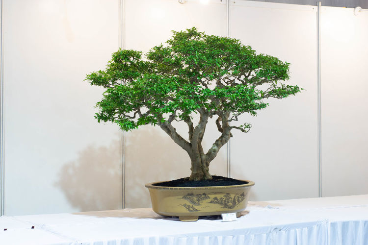 bonsai
