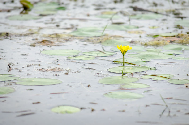 water lily