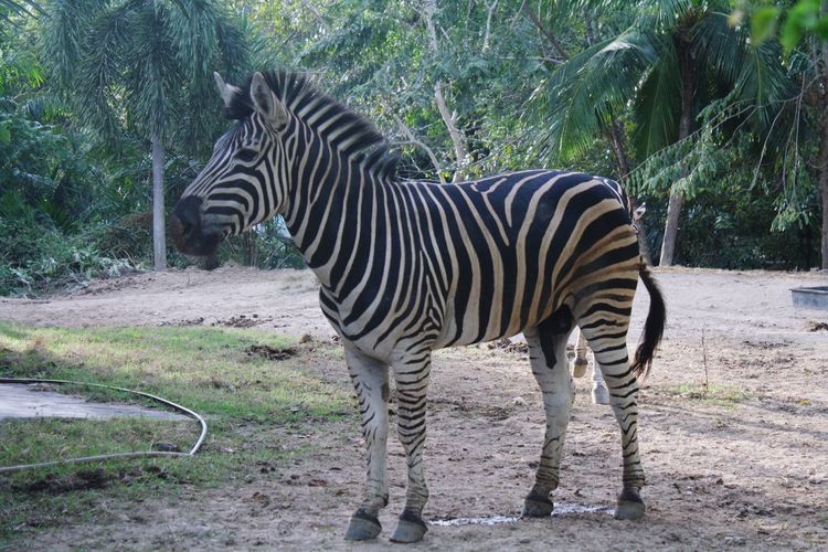 Zebra standing in a zoo