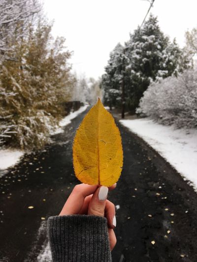 Cropped hand of woman holding yellow leaf on road during winter