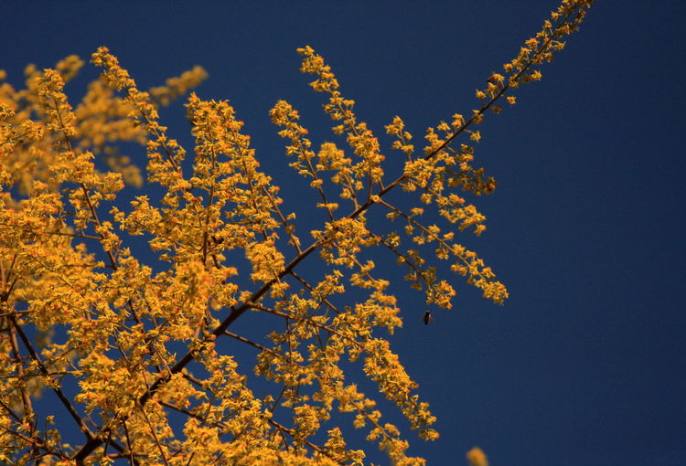 Low angle view of yellow flower tree