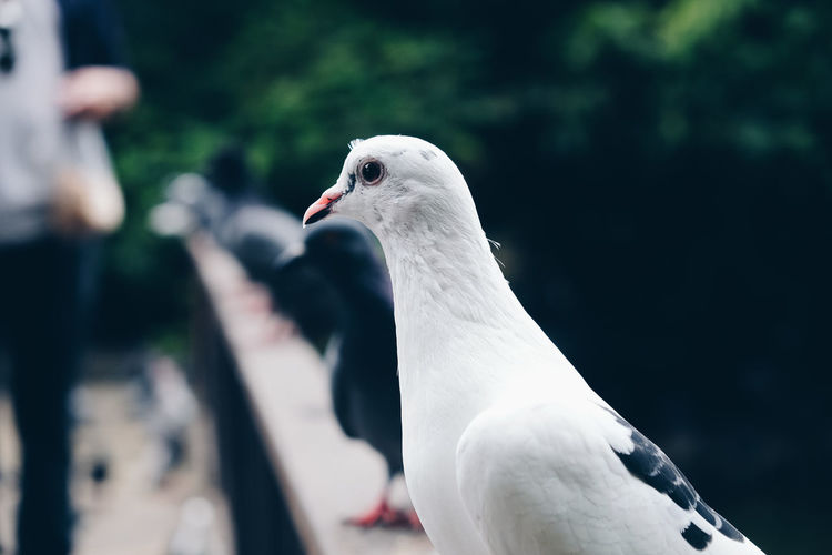 Close-up of white pigeon
