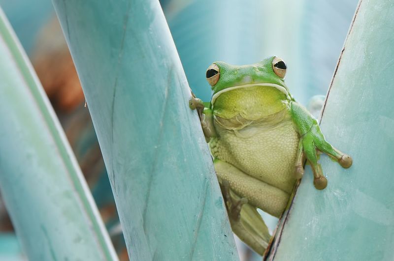 Close-up portrait of green frog on plants