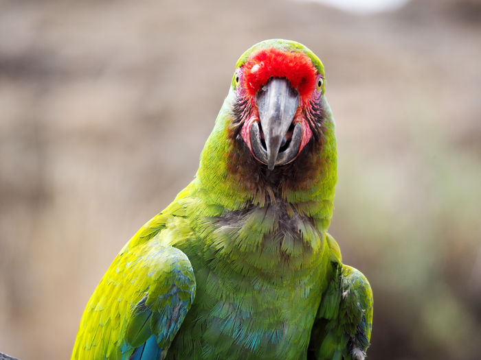 Close-up portrait of parrot