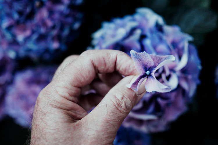 Cropped image of senior man holding purple flower