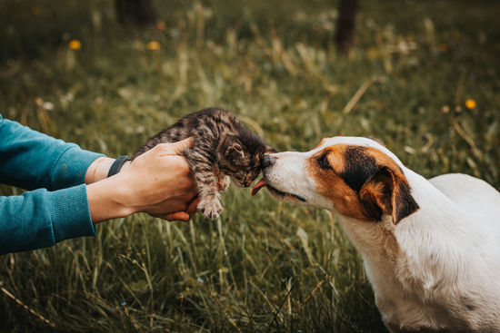 Little striped kitten kisses his protective female dog, who defends him and follows 