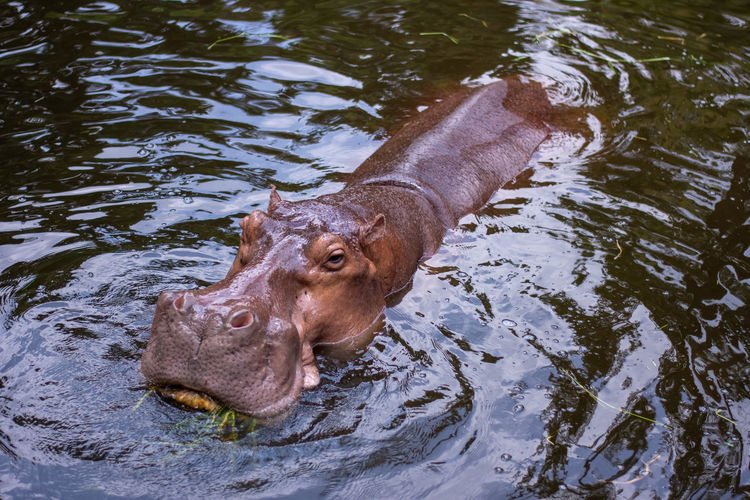 Hippopotamus eating food. happily in the water