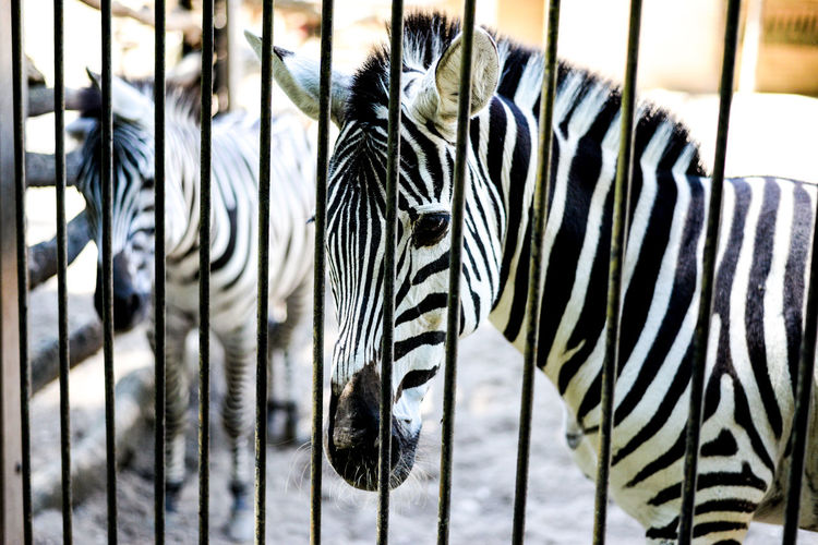 Close up of zebra