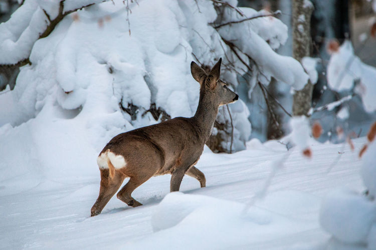 View of deer on snow covered land