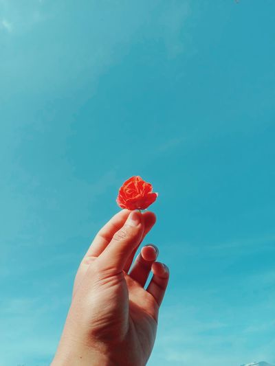 Cropped hand of person holding flowers against blue sky
