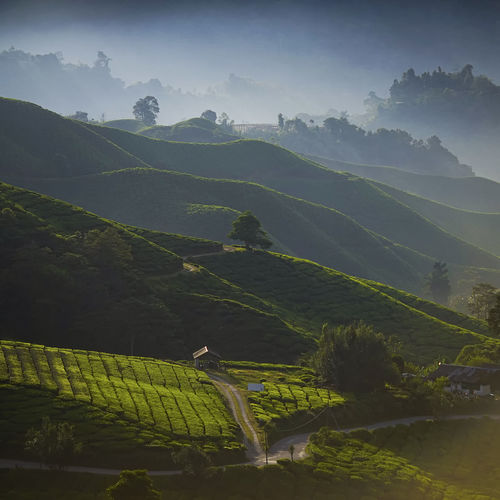 Scenic view of tea plantation against sky