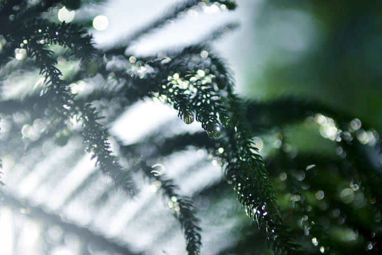 Close-up of wet pine tree during winter