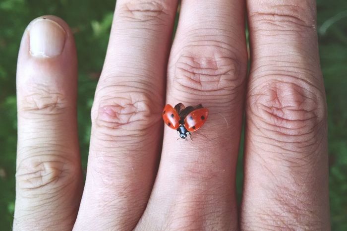 Close-up of ladybug on cropped hand