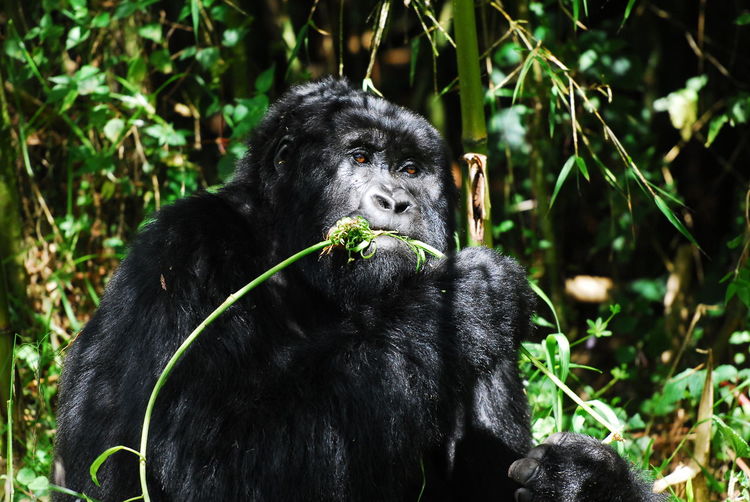Close-up of gorilla