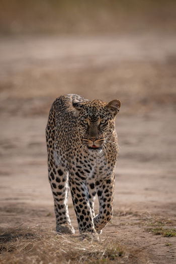 Leopard walking towards camera on baked earth