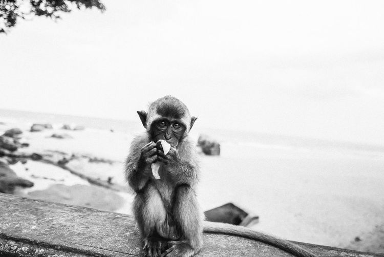 Portrait of monkey sitting against sky