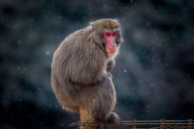 Japanese macaque in winter