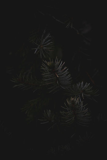 Close-up of pine tree