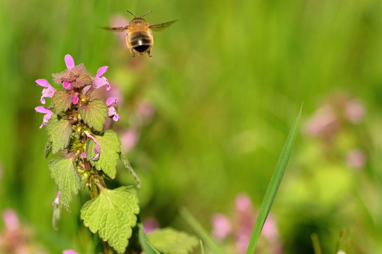Close-up of bee pollinating on purple flower