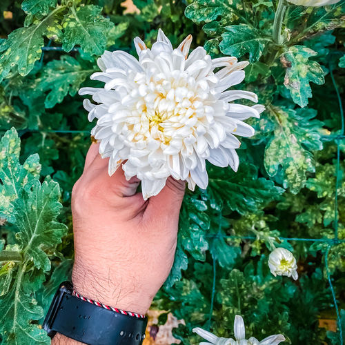 Close-up of hand holding flower