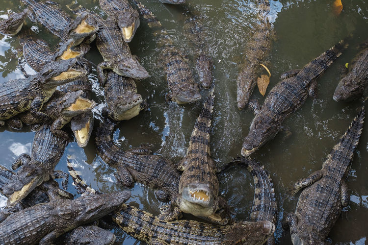 Large group of aligators