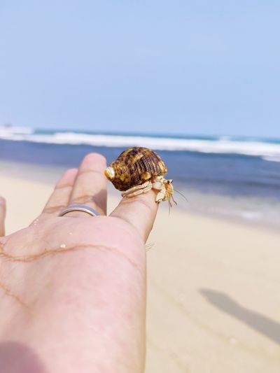 Close-up hermit above human hand on white clean beach during bright day