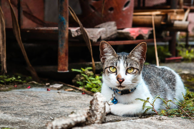 A male stray cat casually relaxed in the alley.