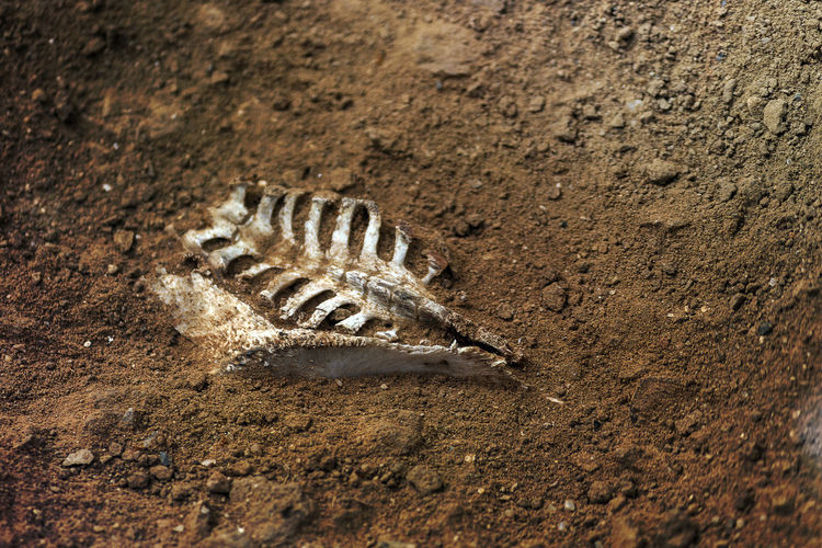The skeleton of an animal buried in the soil.