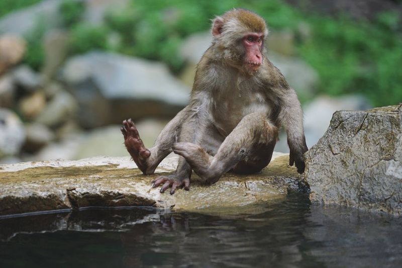 Monkey sitting on rock by water