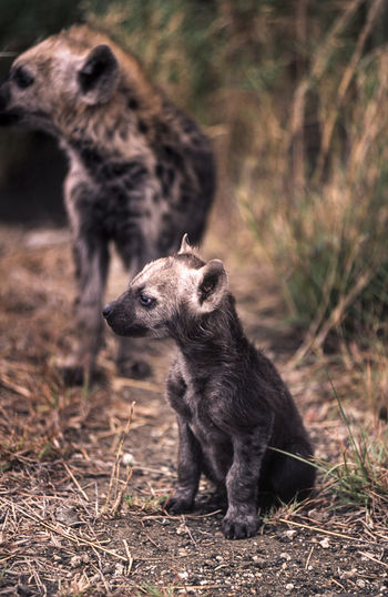 Hyena looking away