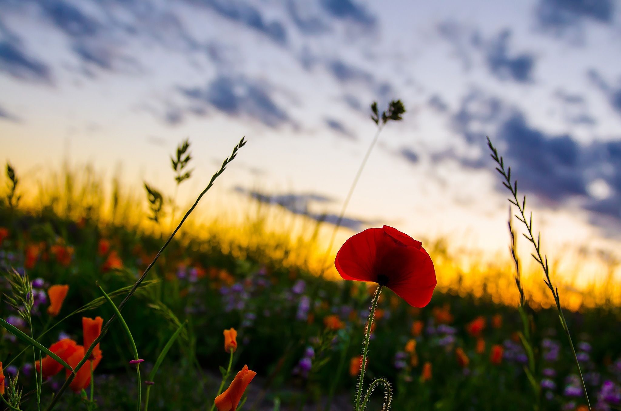flower, growth, freshness, beauty in nature, sky, fragility, field, plant, focus on foreground, nature, stem, petal, poppy, flower head, sunset, blooming, cloud - sky, close-up, red, tranquility