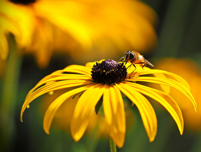 A bee on the flower of a black-eyed susan at work