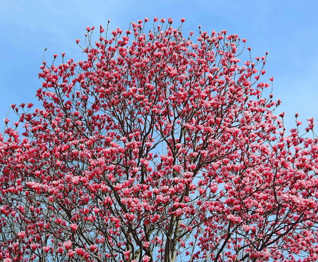 Low angle view of pink flowering tree against sky