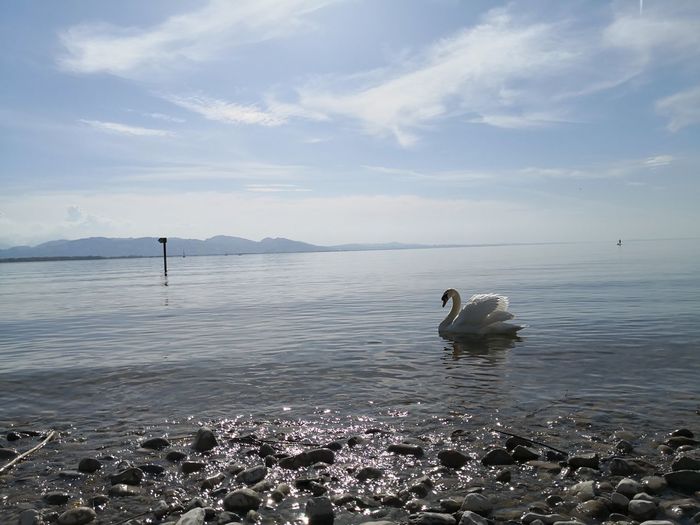 View of swans in sea against sky