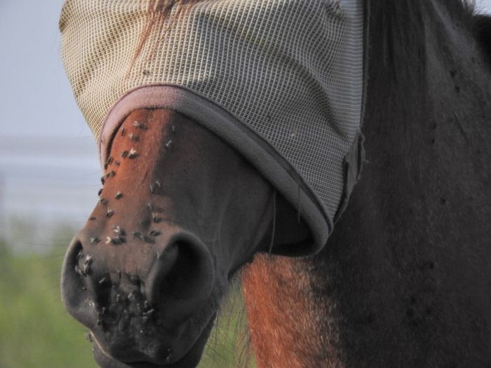 Houseflies on horse nose