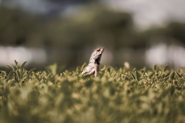 Close-up of a lizard on a field