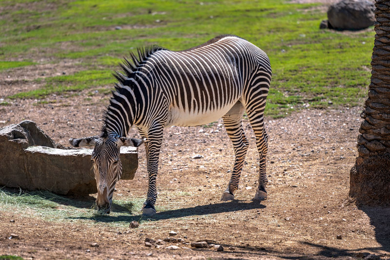 Zebra standing on field at zoo