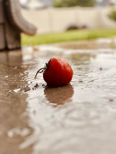 Close-up of wet tomatoe in the rain