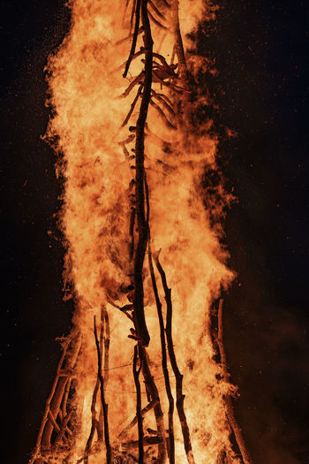 Close-up of fire in the forest