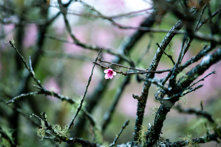 Close-up of pink flowering plant against tree