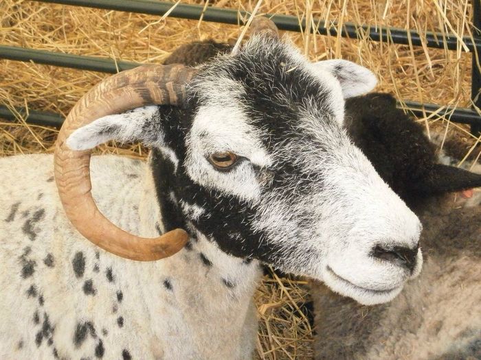 High angle view of goats at farm